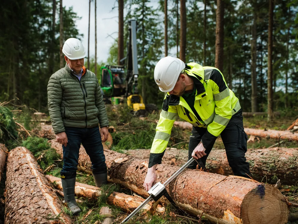 BILLERUD speciālists uzmēra sagatavotos baļķus izstrādes objektā meža īpašnieka klātbūtnē